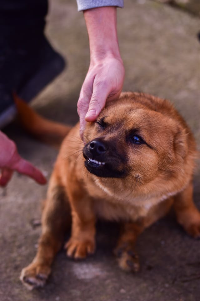 montana dog bite lawyer