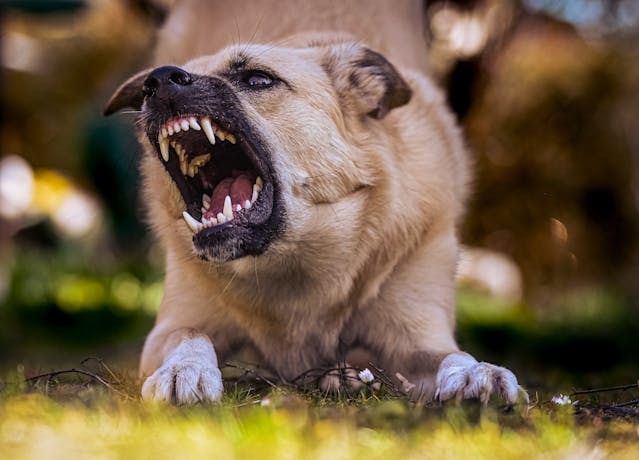 angry dog, holloway and hulling